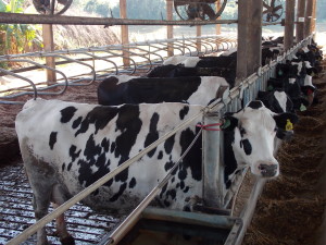 Setor é a segunda principal atividade agrícola