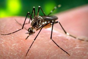 Mosquito transmissor de várias doenças