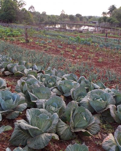 MERENDA ESCOLAR COM ALIMENTOS DA AGRICULTURA FAMILIAR