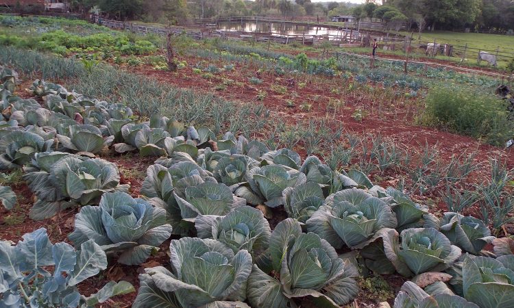 MERENDA ESCOLAR COM ALIMENTOS DA AGRICULTURA FAMILIAR