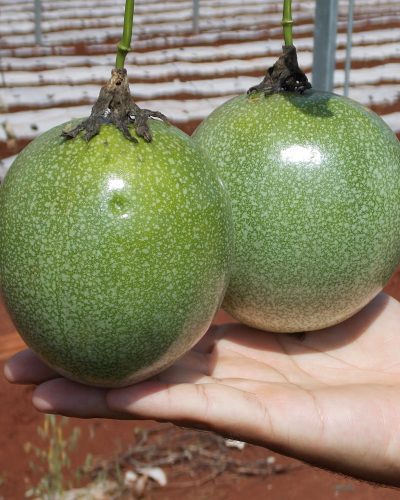 MARACUJÁ É OPÇÃO NAS PEQUENAS PROPRIEDADES