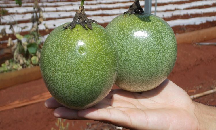 MARACUJÁ É OPÇÃO NAS PEQUENAS PROPRIEDADES