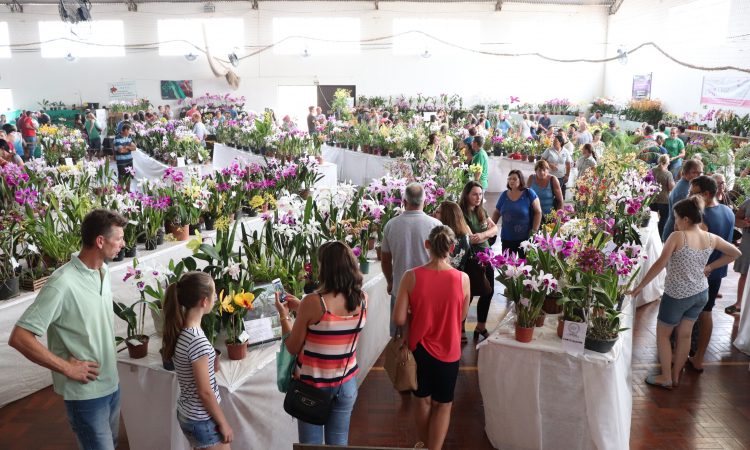 EXPOSIÇÃO DE ORQUÍDEAS BATE RECORDE