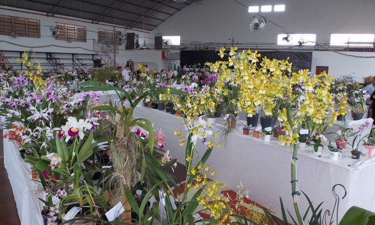 TRÊS DIAS PARA CONFERIR A 12ª EXPOSIÇÃO DE ORQUÍDEAS