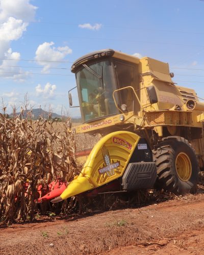 PRODUTORES INTENSIFICAM COLHEITA DO MILHO