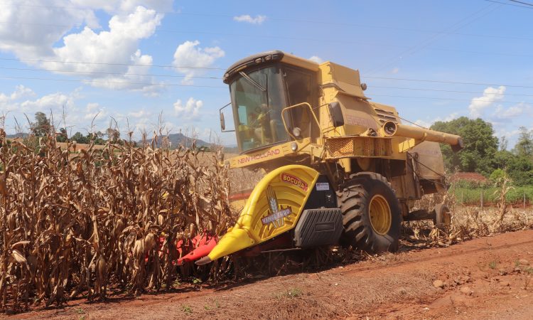 PRODUTORES INTENSIFICAM COLHEITA DO MILHO