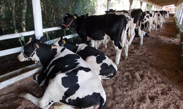 EXPOSIÇÃO DE GADO LEITEIRO EM MARÇO