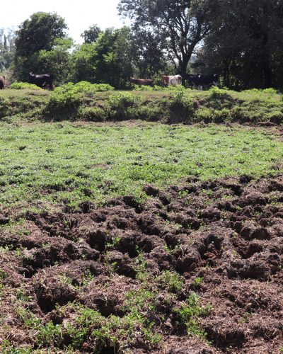 ESTIAGEM JÁ CAUSA PROBLEMAS NAS PROPRIEDADES