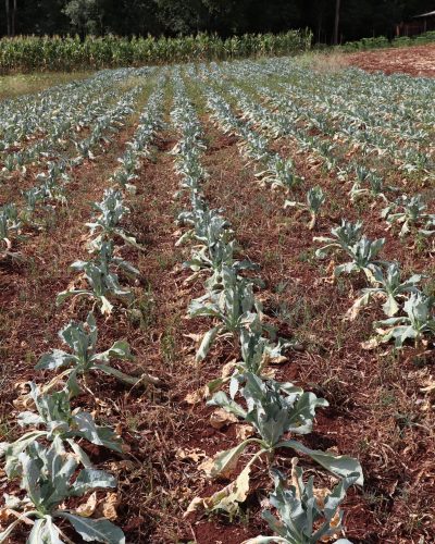 PREJUÍZOS TAMBÉM NO CULTIVO DE HORTALIÇAS