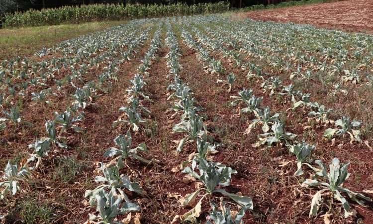 PREJUÍZOS TAMBÉM NO CULTIVO DE HORTALIÇAS