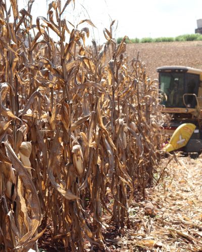 VALE INCENTIVO DISPONÍVEL NA AGRICULTURA