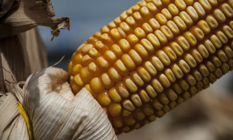 PEDIDOS DO TROCA-TROCA ATÉ AMANHÃ