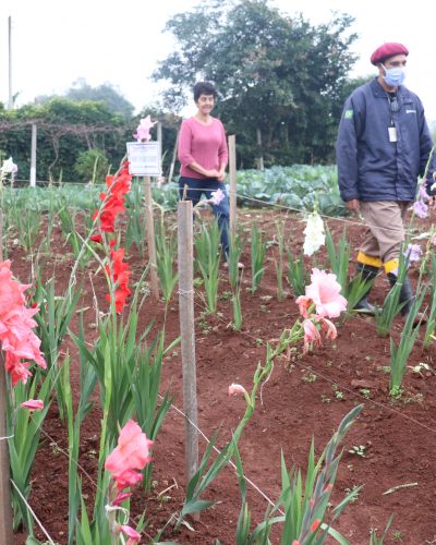 PRODUÇÃO DE FLORES NAS PEQUENAS PROPRIEDADES