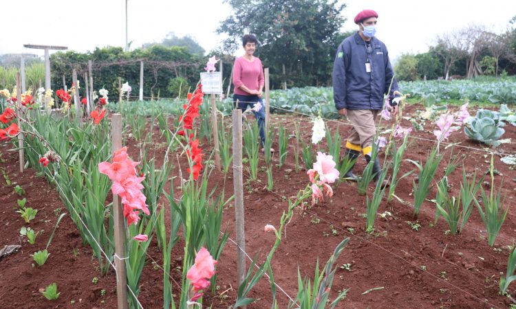 PRODUÇÃO DE FLORES NAS PEQUENAS PROPRIEDADES