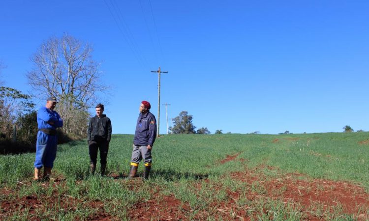 PRODUTOR APOSTA NO PLANTIO DE TRIGO PARA SILAGEM