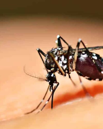 TRÊS FOCOS DO MOSQUITO AEDES LOCALIZADOS NO MUNICÍPIO