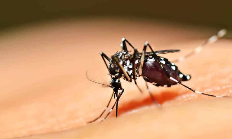 TRÊS FOCOS DO MOSQUITO AEDES LOCALIZADOS NO MUNICÍPIO
