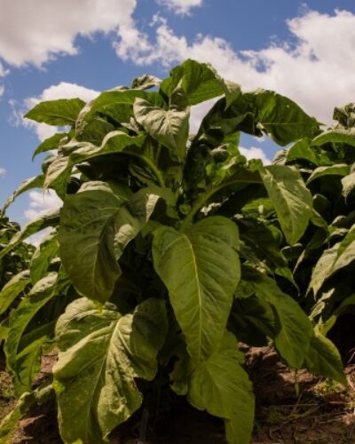 MUNICÍPIO PASSA A INTEGRAR A AMPROTABACO, DE SANTA CRUZ