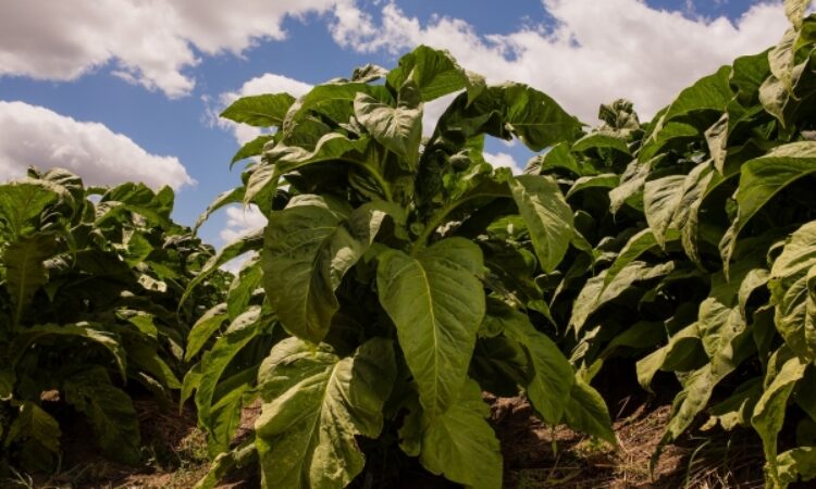 MUNICÍPIO PASSA A INTEGRAR A AMPROTABACO, DE SANTA CRUZ