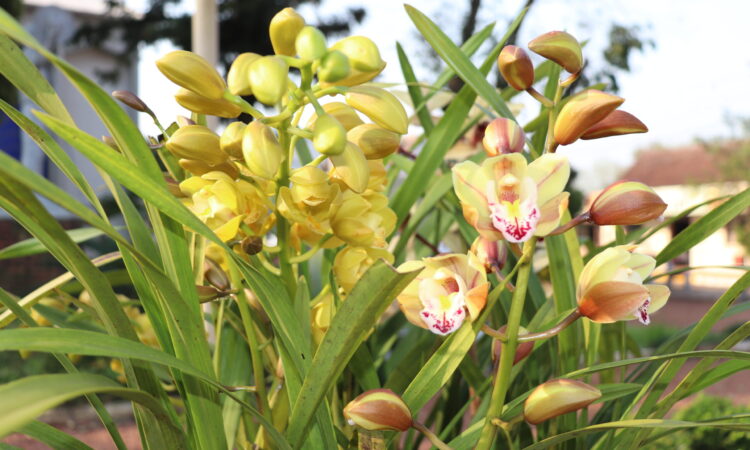 OS PRIMEIROS SINAIS DA PRIMAVERA