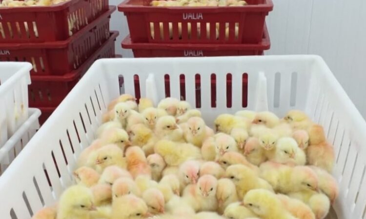 UNIDADE INCUBATÓRIO PERTO DA META DE 280 MIL PINTOS