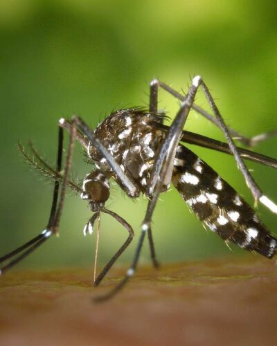 MUNICÍPIO REGISTRA PRIMEIRO CASO DE DENGUE