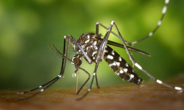 MUNICÍPIO REGISTRA PRIMEIRO CASO DE DENGUE