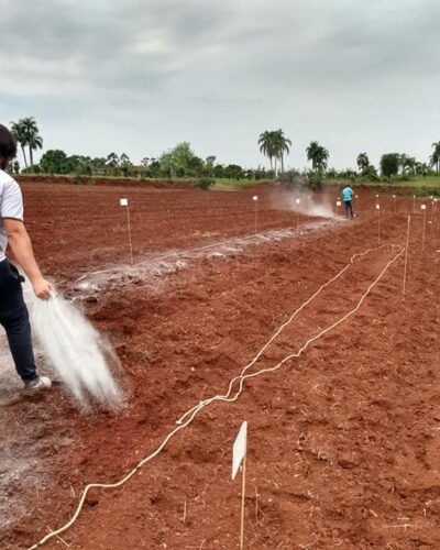 NOVA ETAPA DE LAVOURA EXPERIMENTAL DE MANDIOCA EM MATO LEITÃO