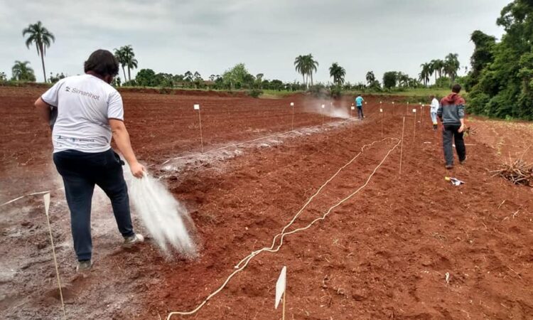 NOVA ETAPA DE LAVOURA EXPERIMENTAL DE MANDIOCA EM MATO LEITÃO