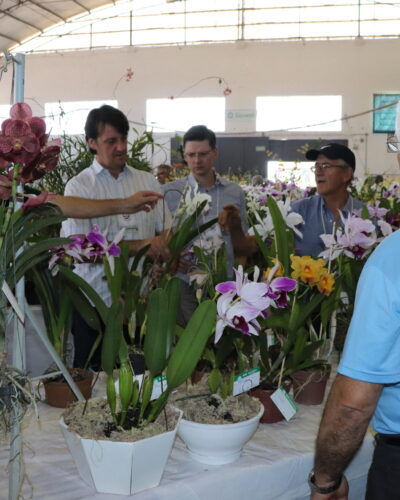 ORQUÍDEAS: JULGAMENTO DAS PLANTAS HOJE À TARDE