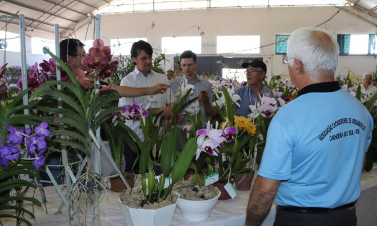 ORQUÍDEAS: JULGAMENTO DAS PLANTAS HOJE À TARDE