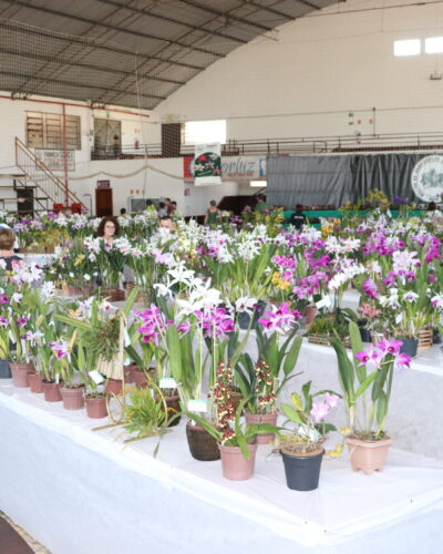 PÚBLICO PODERÁ CONFERIR ORQUÍDEAS A PARTIR DAS 17H