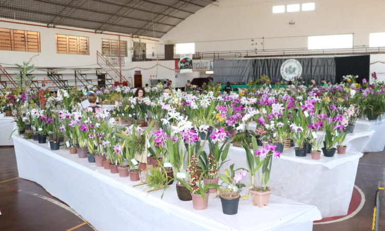 PÚBLICO PODERÁ CONFERIR ORQUÍDEAS A PARTIR DAS 17H