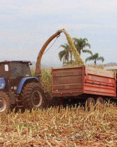 PERDAS DE 50% NA PRODUÇÃO DE MILHO COM A ESTIAGEM