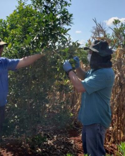 MUNICÍPIO INTEGRA ESTUDO SOBRE ERVA-MATE
