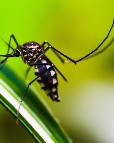 RESULTADO NEGATIVO PARA OS CASOS SUSPEITOS DE DENGUE