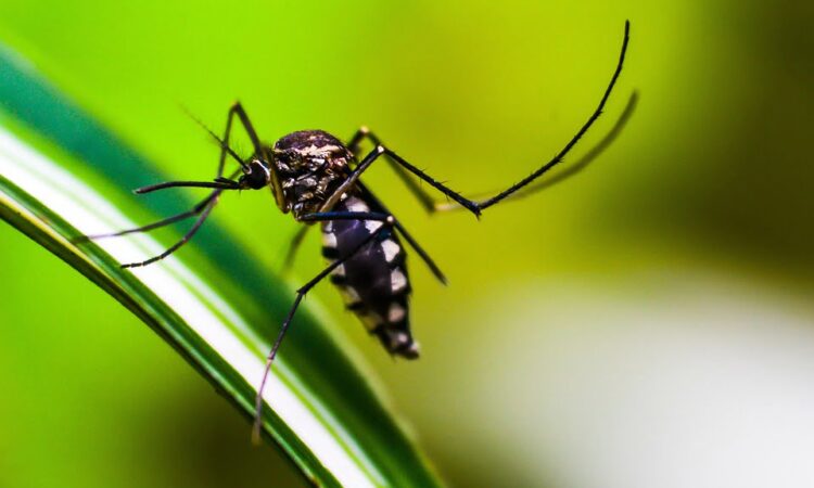 RESULTADO NEGATIVO PARA OS CASOS SUSPEITOS DE DENGUE