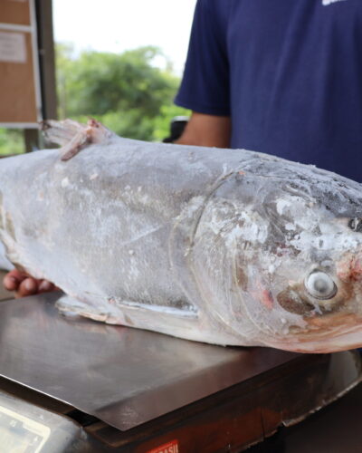 FEIRA DE PEIXE NOS DIAS 13, 14 E 15