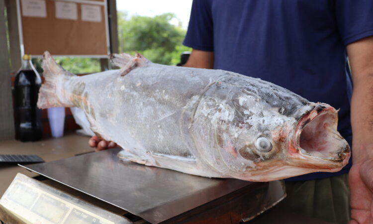 FEIRA DE PEIXE NOS DIAS 13, 14 E 15