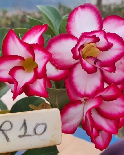 ROSA DO DESERTO NA EXPOINTER 2022