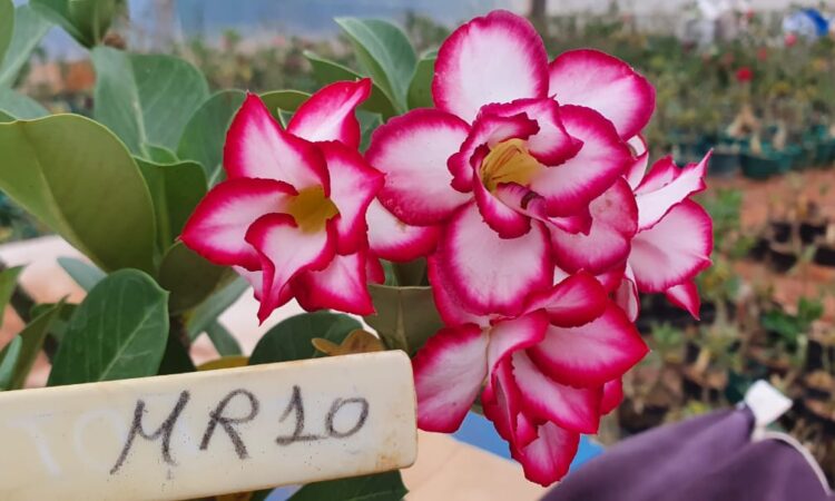 ROSA DO DESERTO NA EXPOINTER 2022