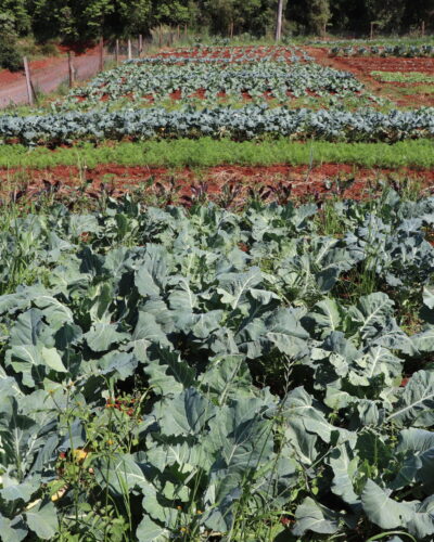 FEIRA DO PRODUTOR RURAL NA PRÓXIMA QUARTA-FEIRA