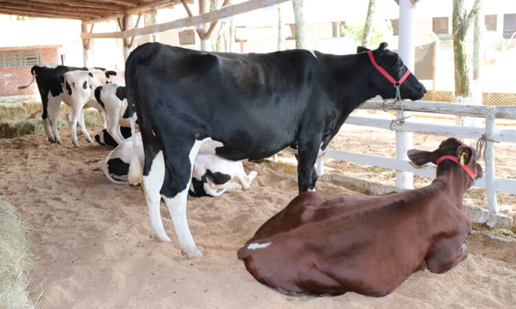 ATENÇÃO PARA O PRAZO FINAL DA DECLARAÇÃO ANUAL DE ANIMAIS