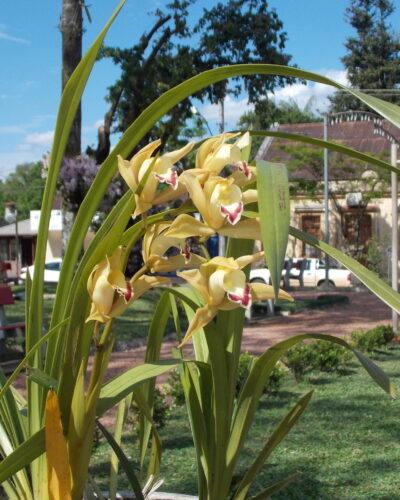 MATO LEITÃO SEDIA EVENTO 60 ANOS DA FEDERAÇÃO GAÚCHA DE ORQUIDÓFILOS