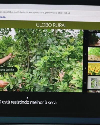 CULTURA DA ERVA-MATE, EM MATO LEITÃO, NO GLOBO RURAL