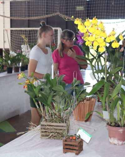 1ª MOSTRA DE ORQUÍDEAS COM MAIS DE 150 PLANTAS