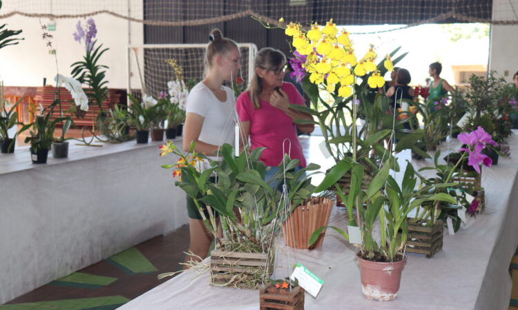 1ª MOSTRA DE ORQUÍDEAS COM MAIS DE 150 PLANTAS