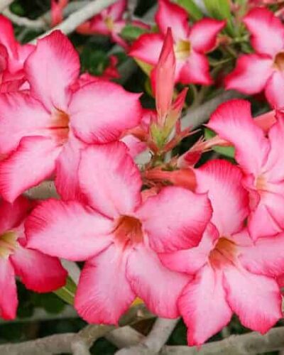 ROSAS DO DESERTO E CABANHA BOM PASTOR NA EXPOINTER