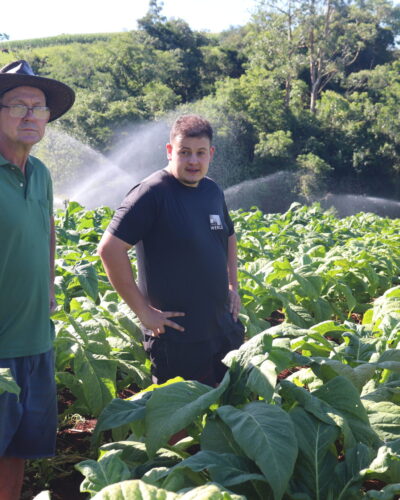 AGRICULTOR INVESTE EM IRRIGAÇÃO NA PRODUÇÃO DE TABACO