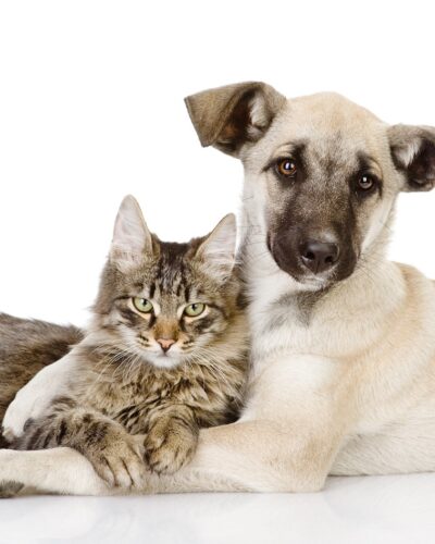 PREFEITURA RETOMARÁ CASTRAÇÃO DE ANIMAIS